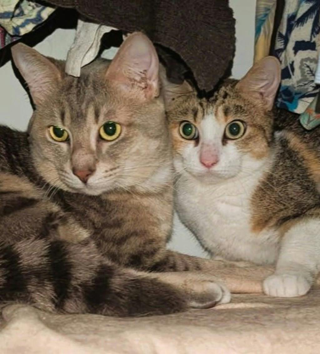 Lenny (in Foster) Image