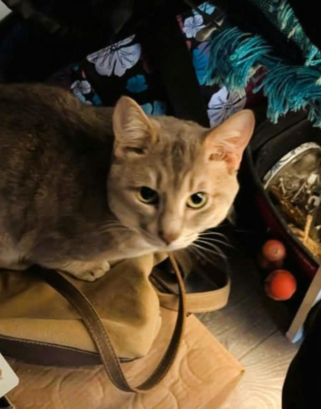 Lenny (in Foster) Image