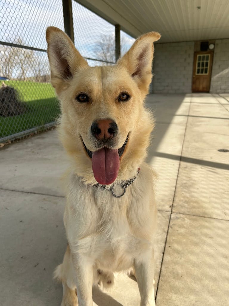 Kimmo