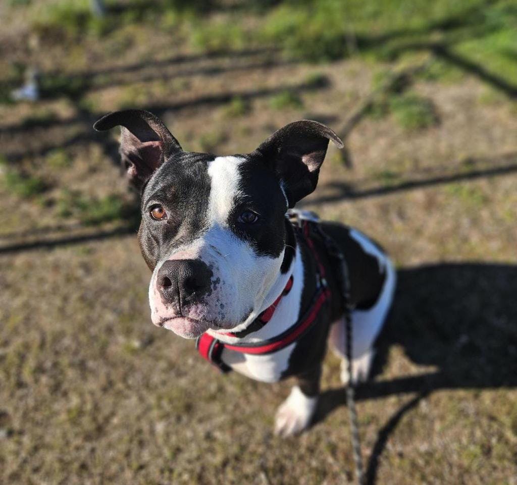 Bulldog