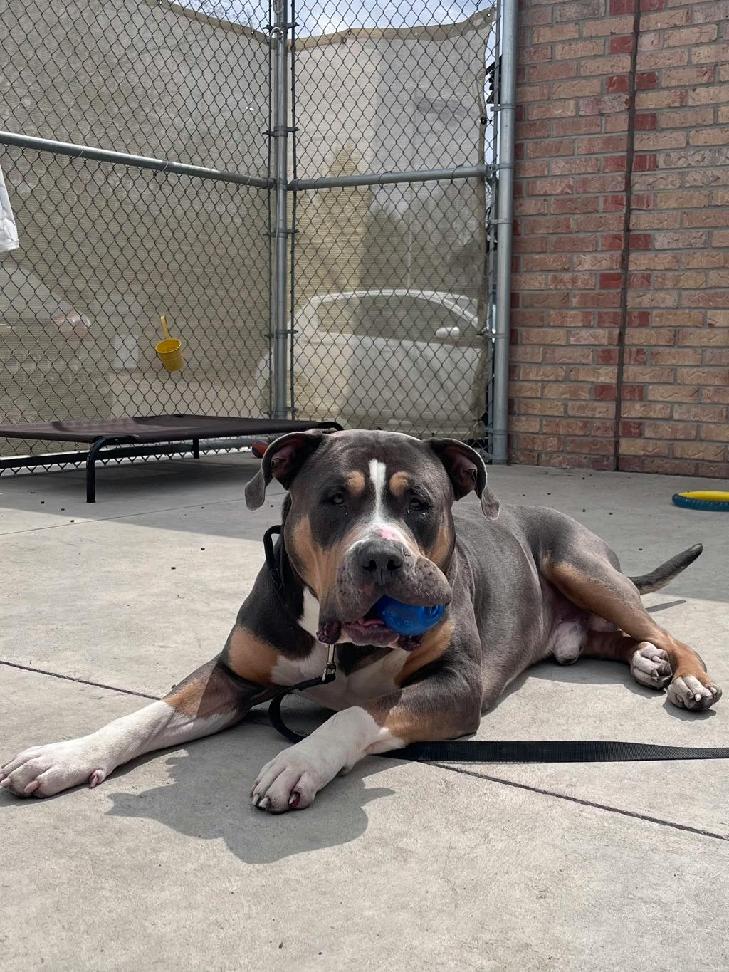 Tyson - Bulldog for adoption in Ontario