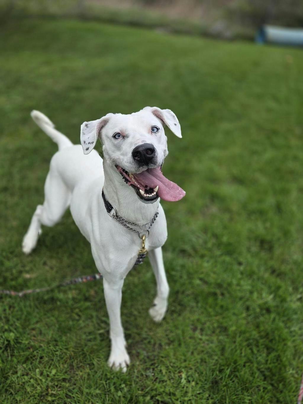 Dalmatian