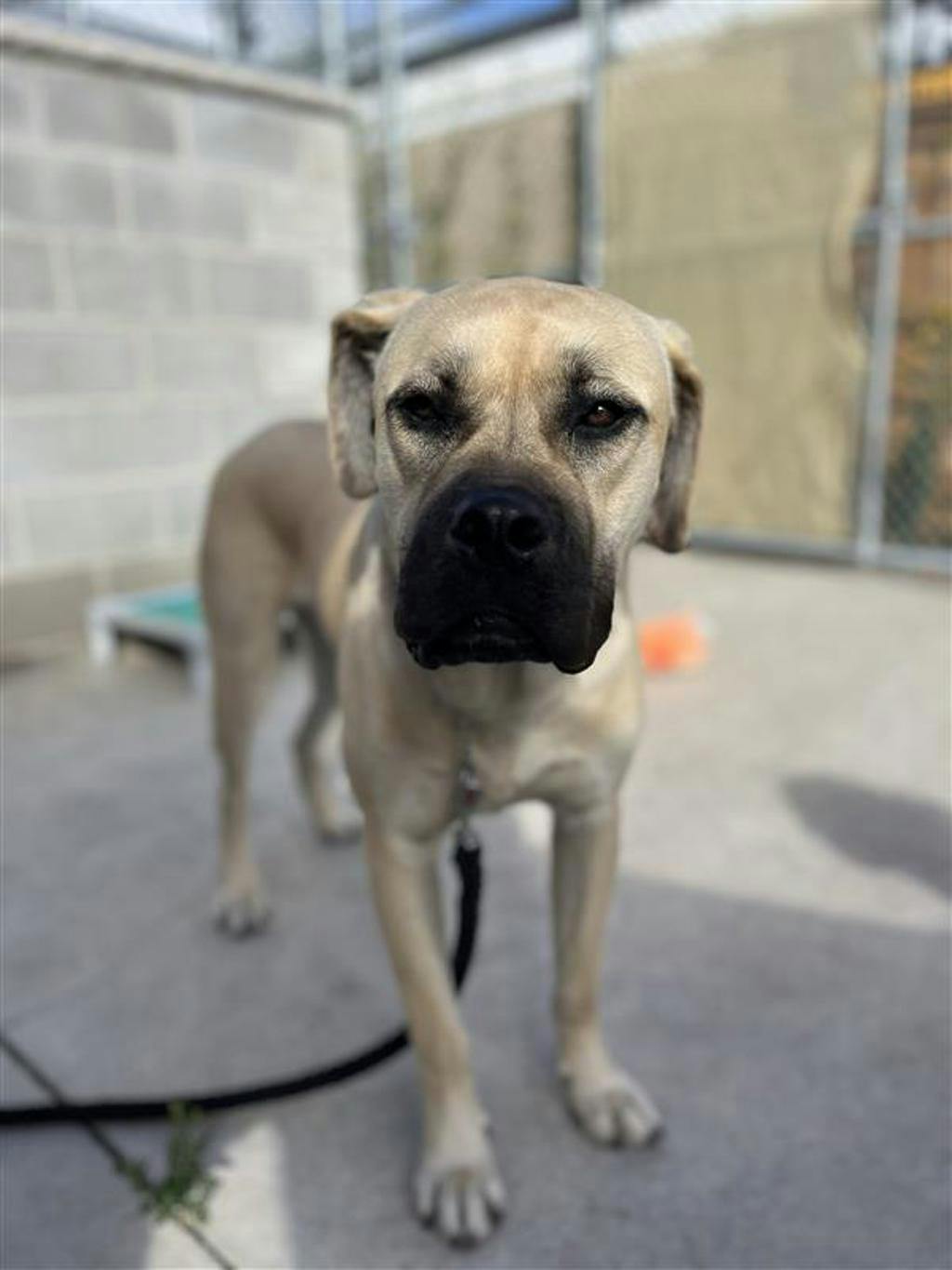 Gillby, a 1 year and 4 months old Fawn Male Mastiff Dog