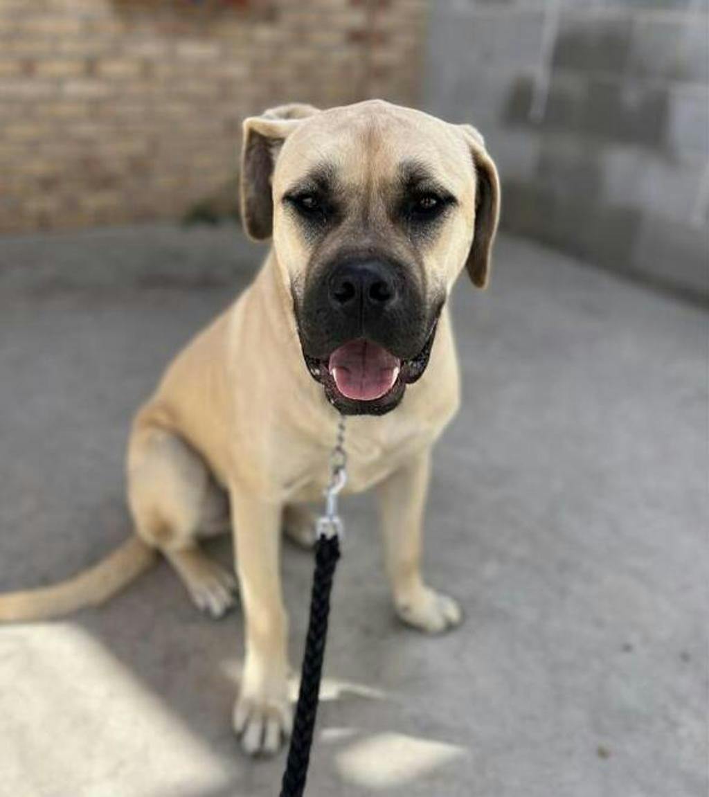 Gillby, a 1 year and 4 months old Fawn Male Mastiff Dog