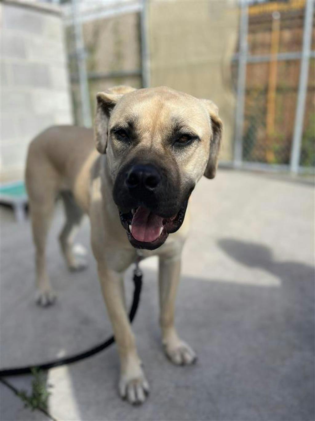 Gillby, a 1 year and 4 months old Fawn Male Mastiff Dog