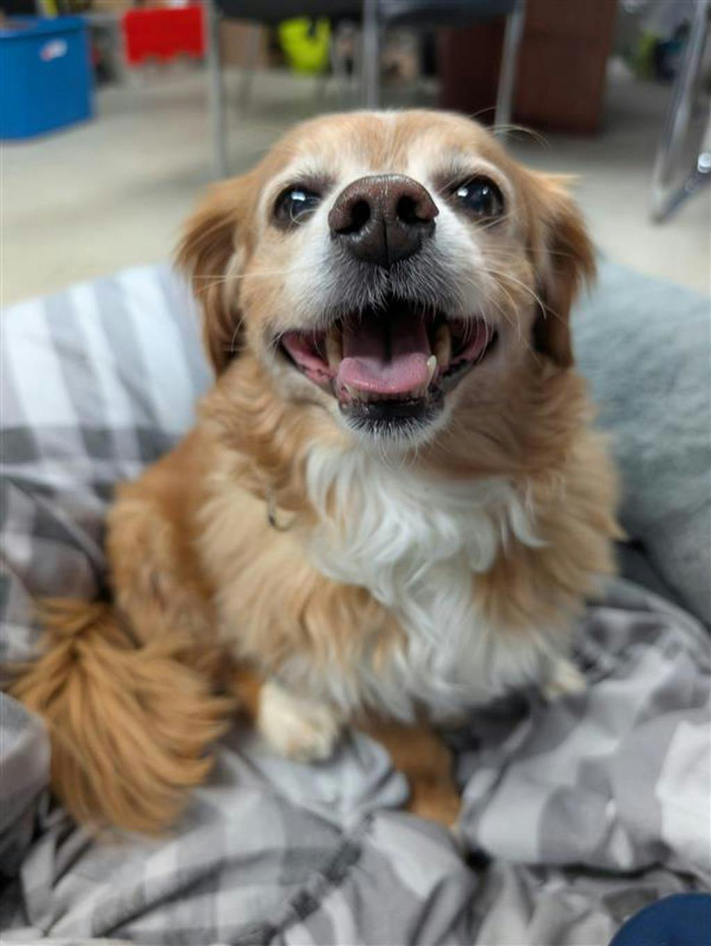 Cavalier King Charles