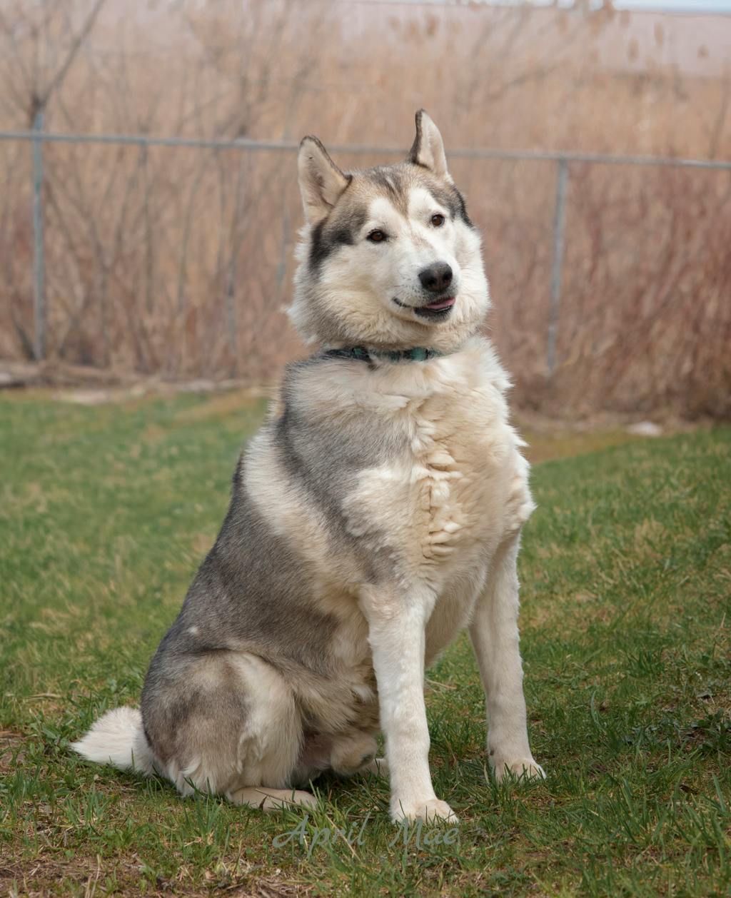 Balto