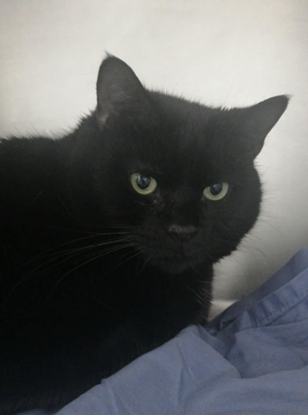 Riley Image
