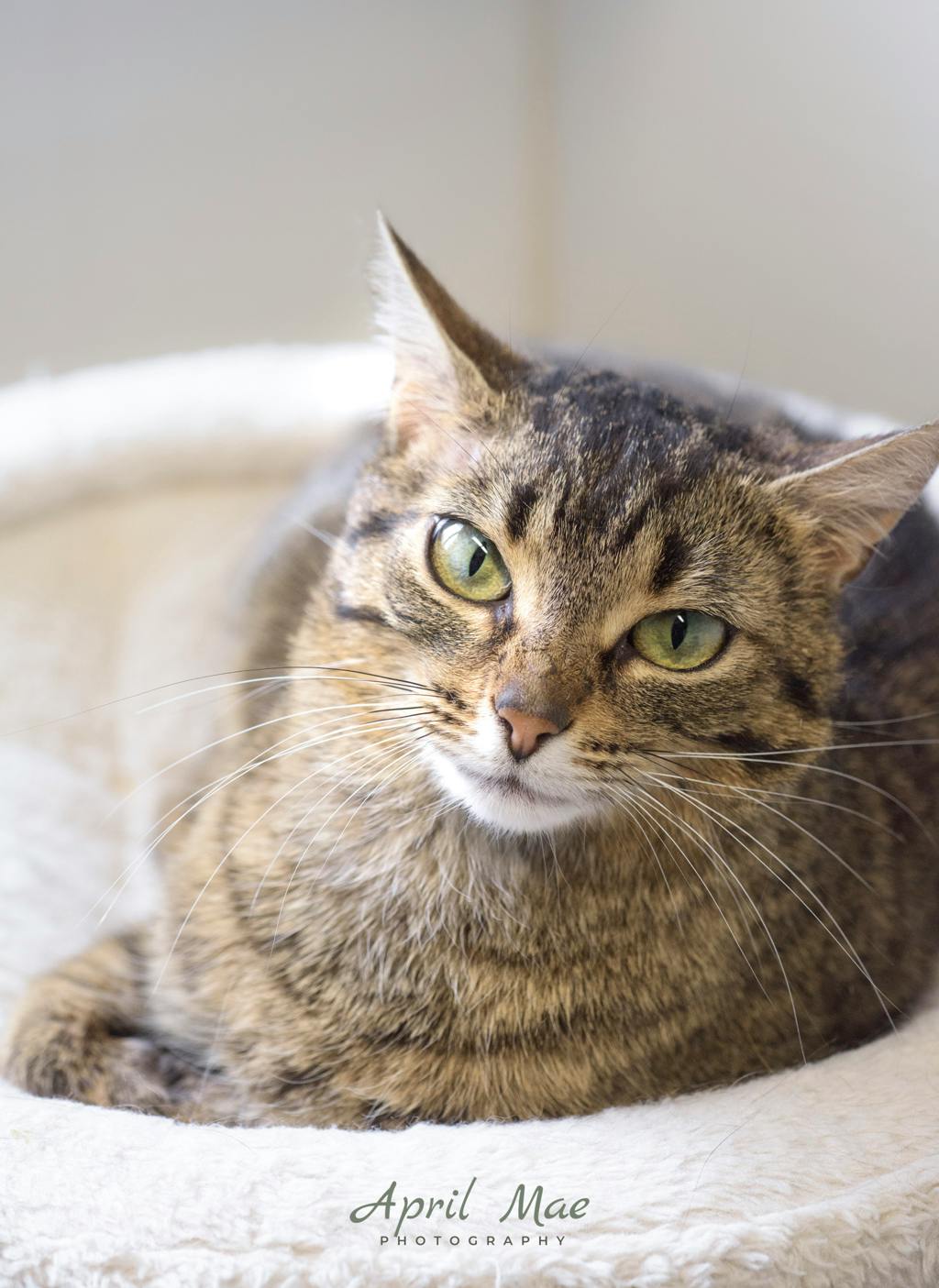 Juliet Image
