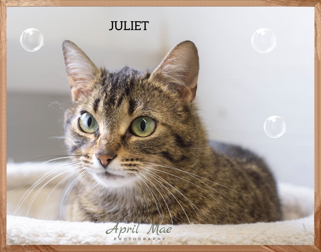 Juliet Image