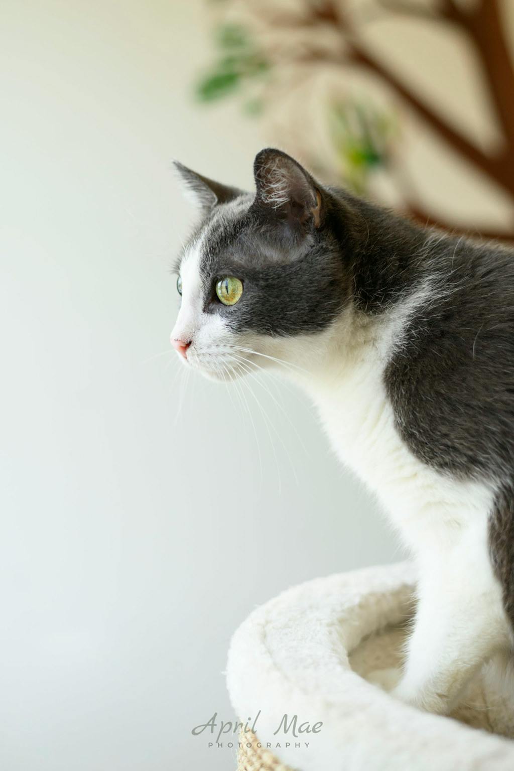 Ashby – Petsmart Orangeville Image