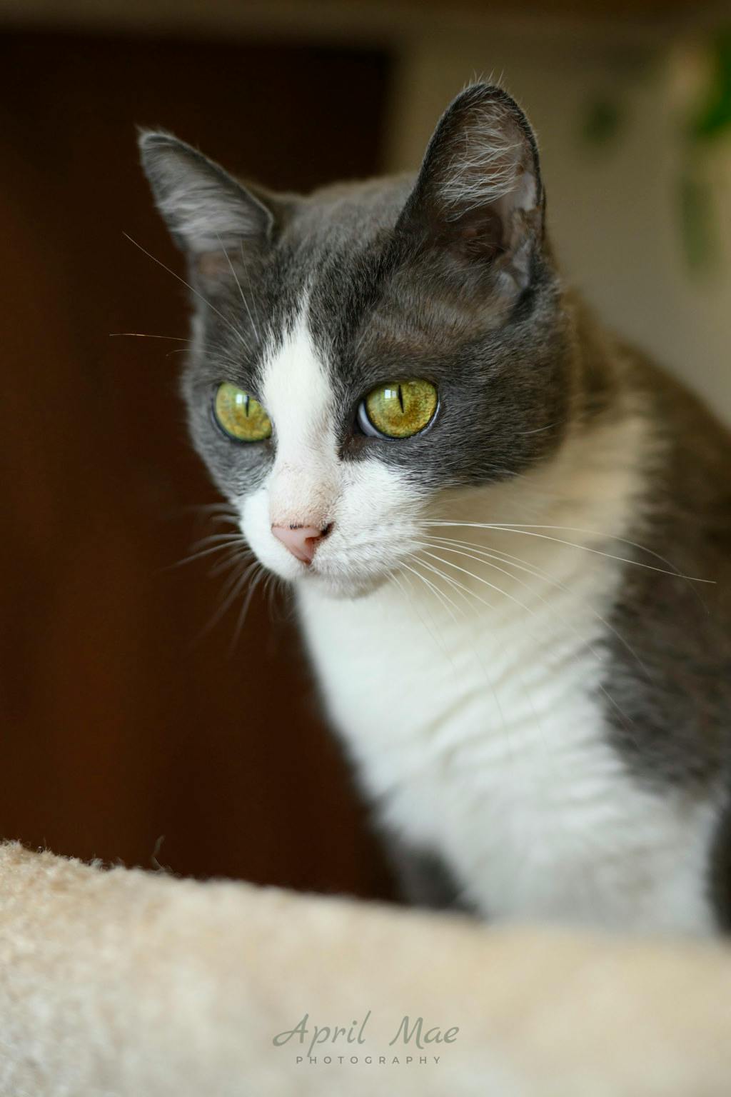 Ashby – Petsmart Orangeville Image