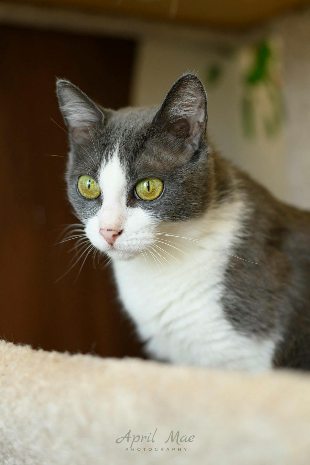 Ashby – Petsmart Orangeville Image