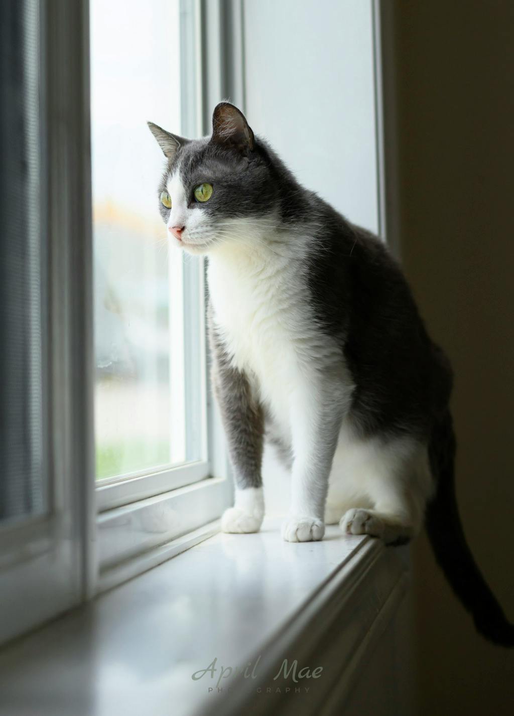 Ashby – Petsmart Orangeville Image