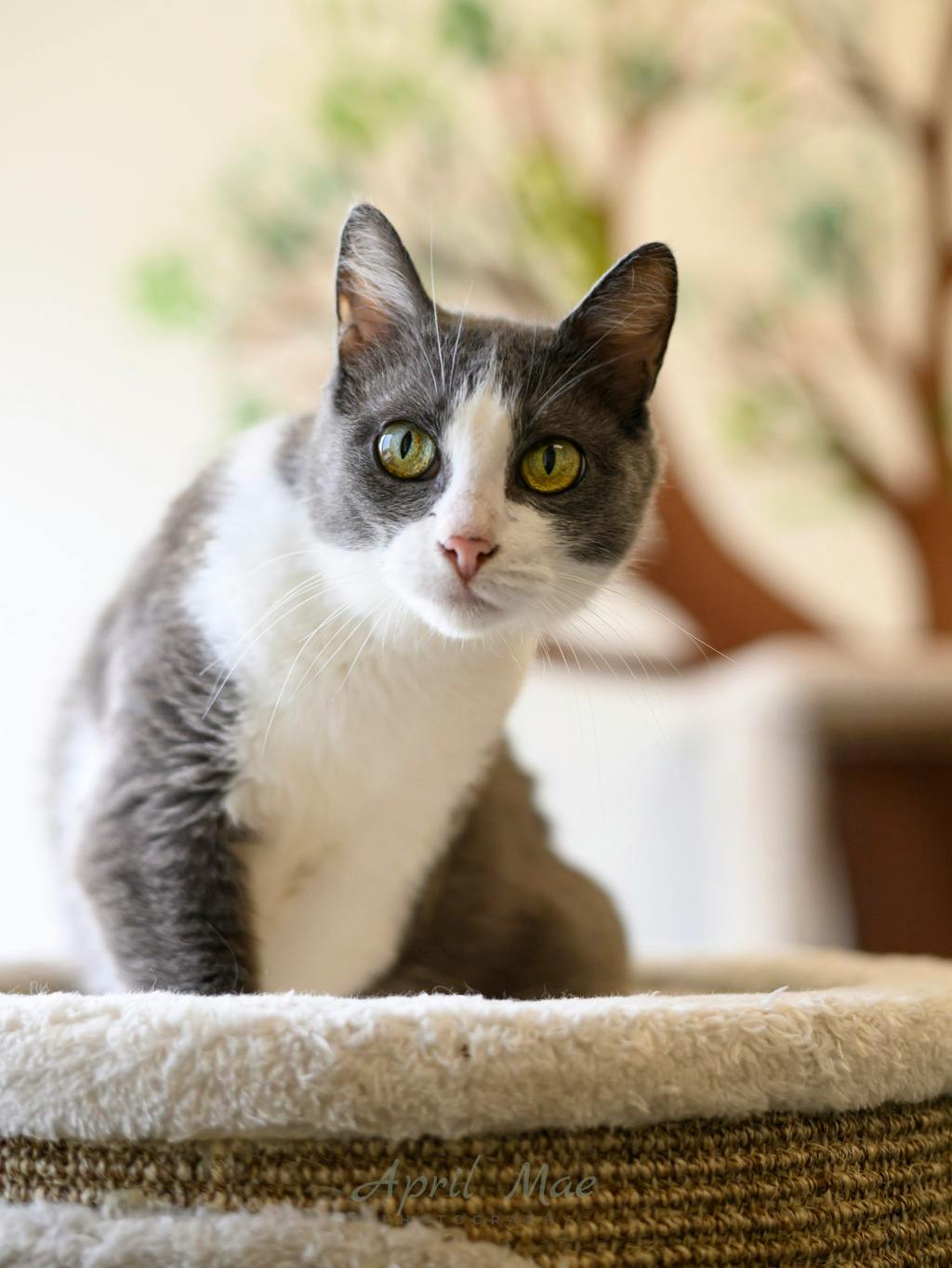 Ashby – Petsmart Orangeville Image