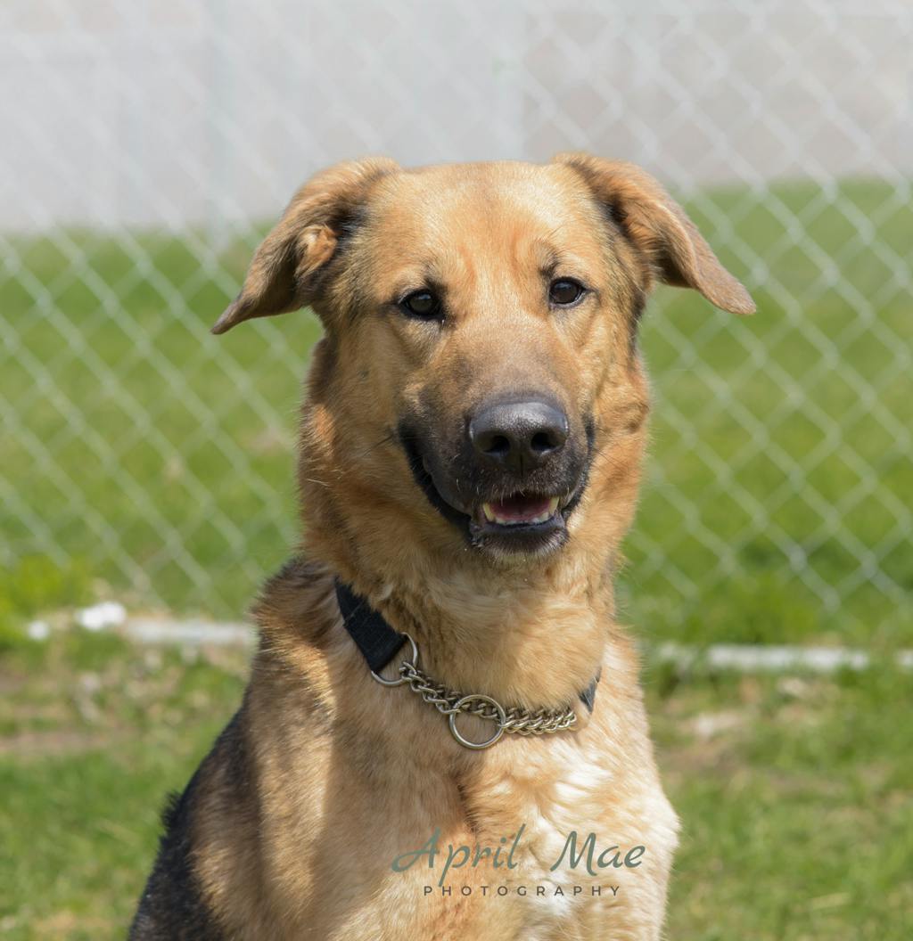 Adoptable Dog
