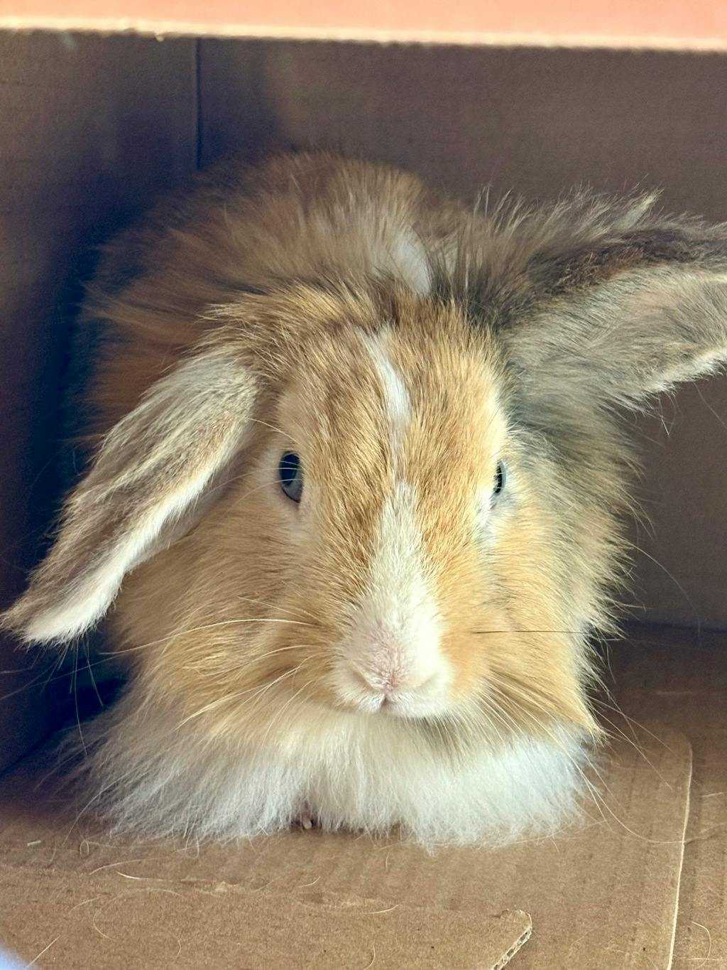 Bun Bun Image