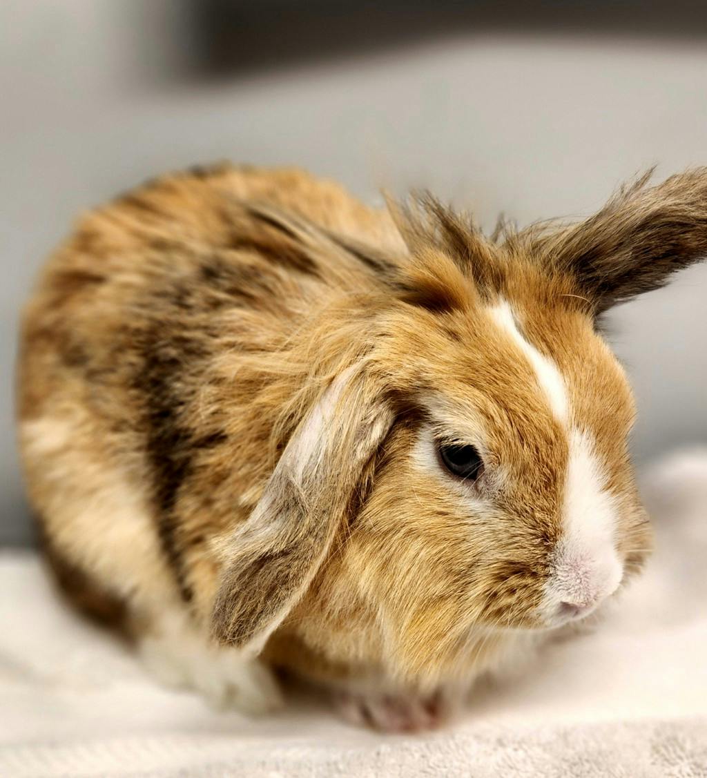 Bun Bun Image