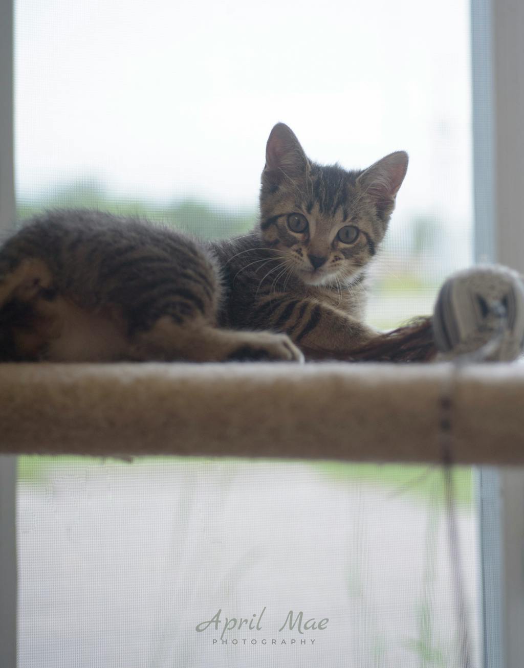 Dominica Image