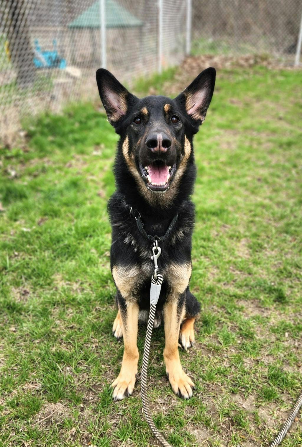 German Shepherd