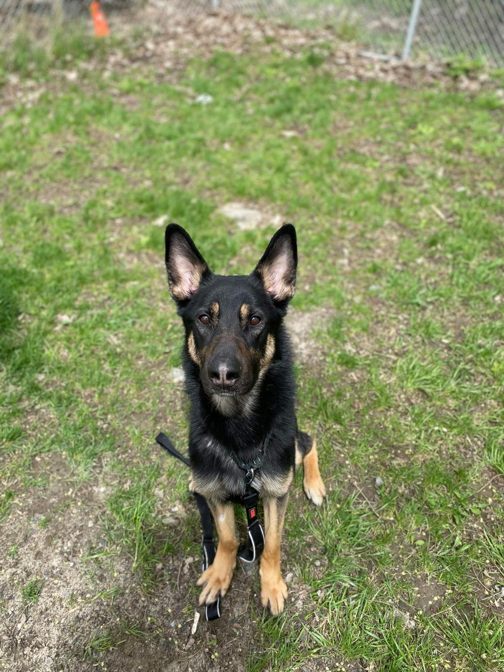 German Shepherd