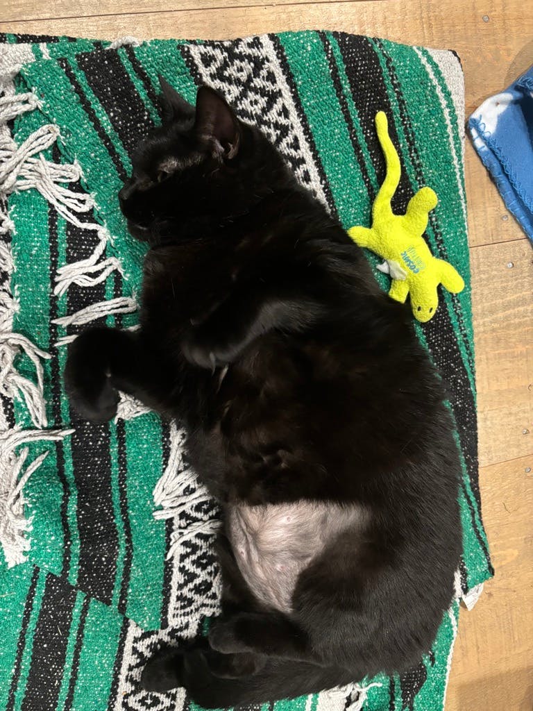 Ebby Image