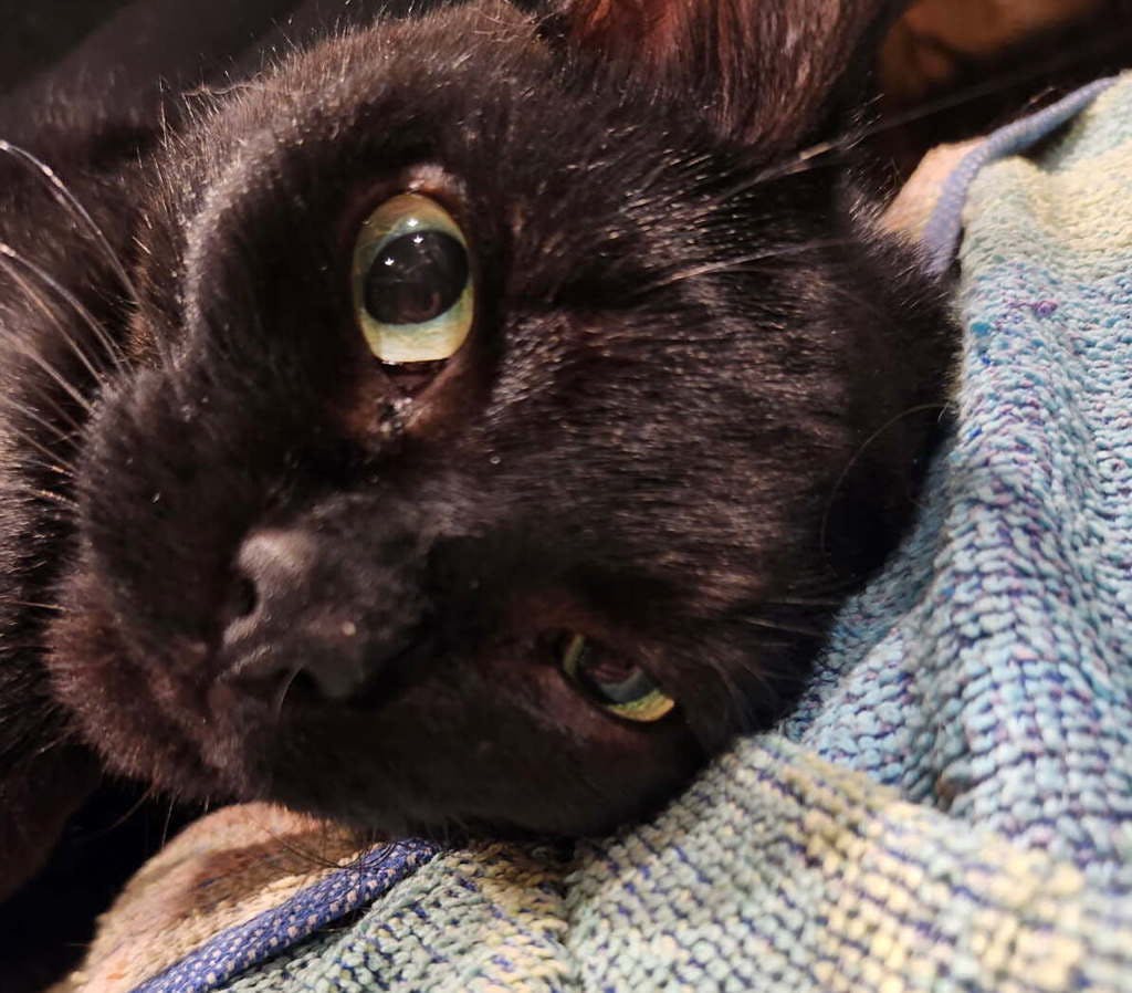 Ebby Image