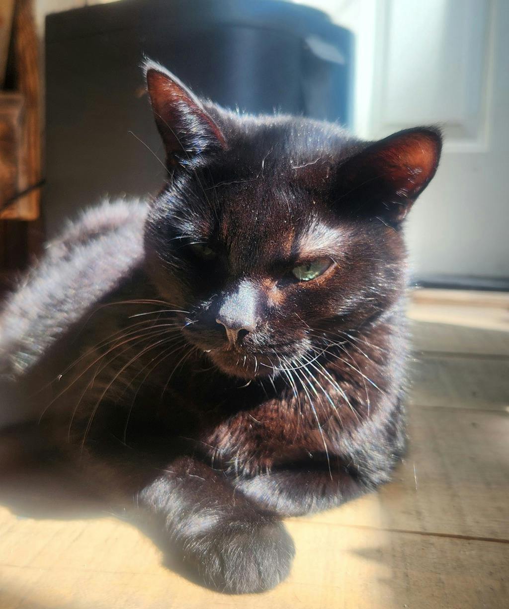 Ebby Image