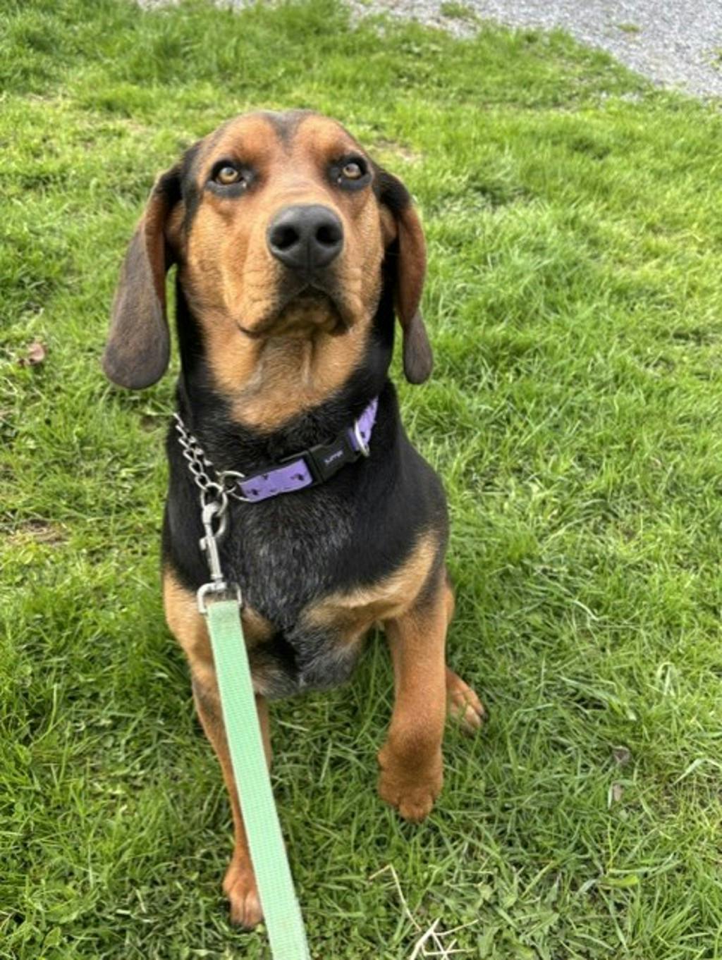 Hound