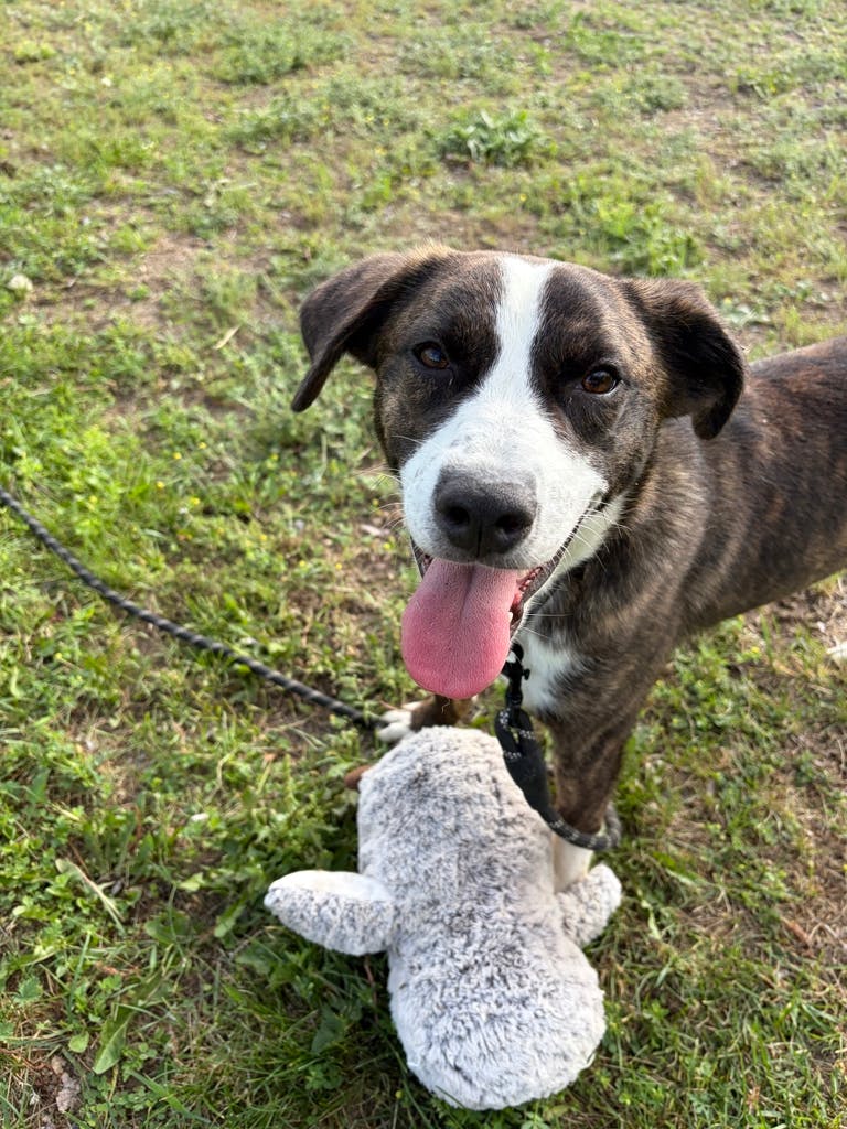 Australian Cattledog