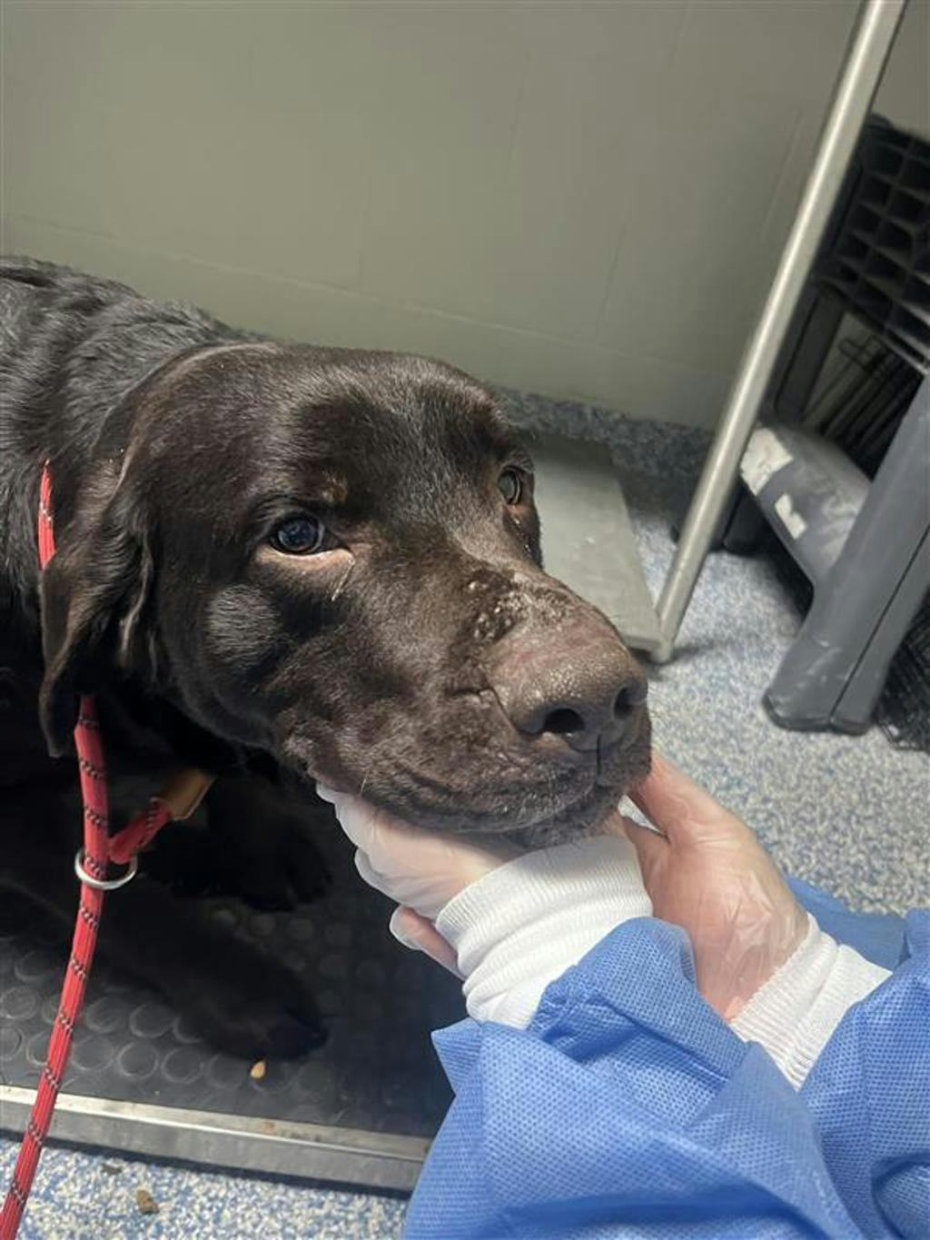 Labrador Retriever