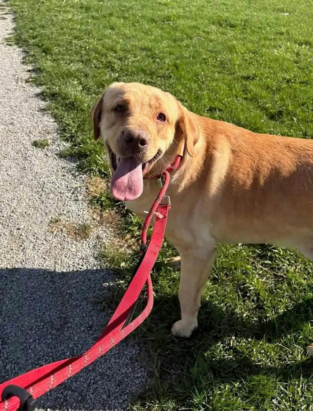 Labrador Retriever