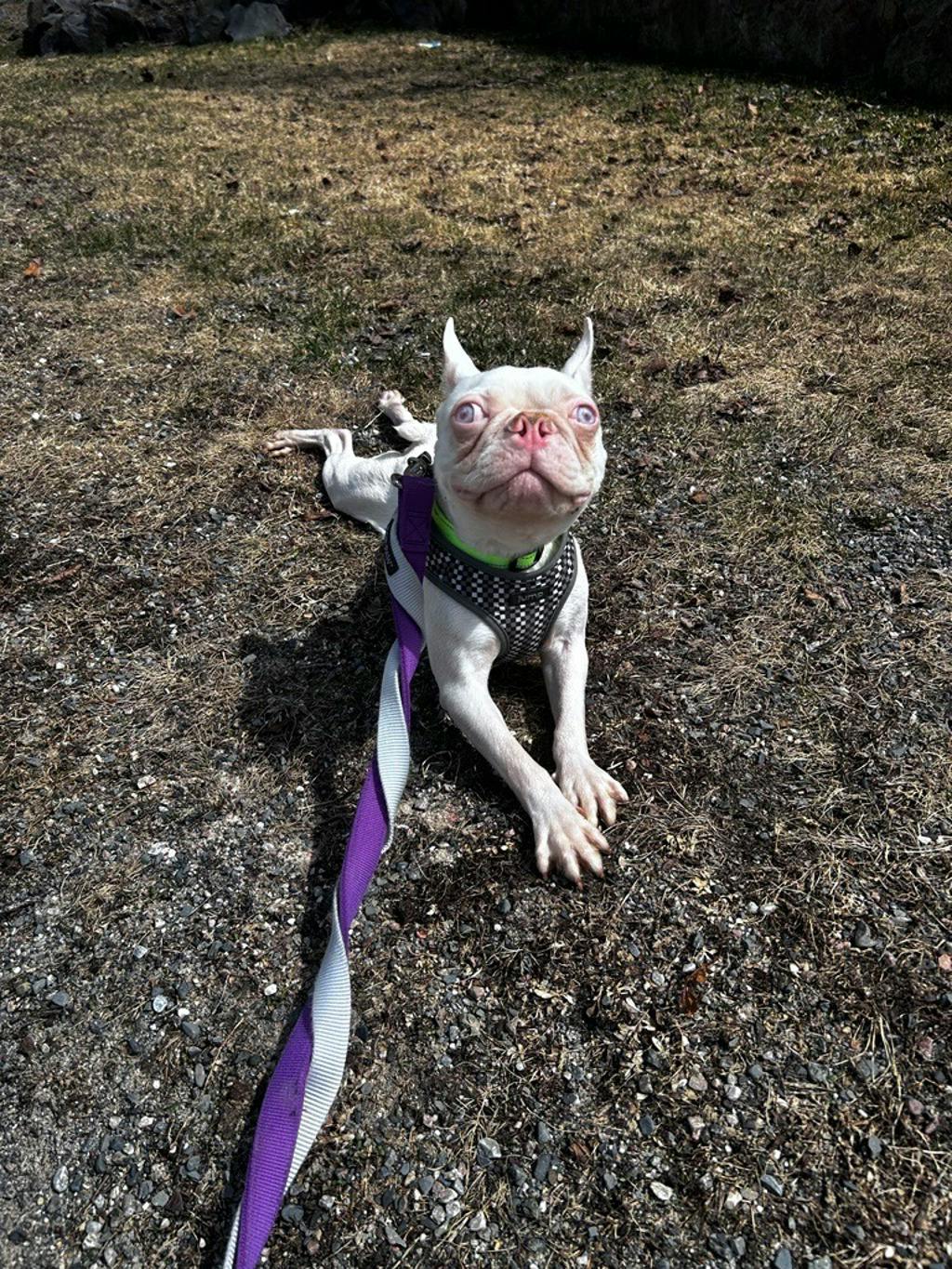 Dexter Image