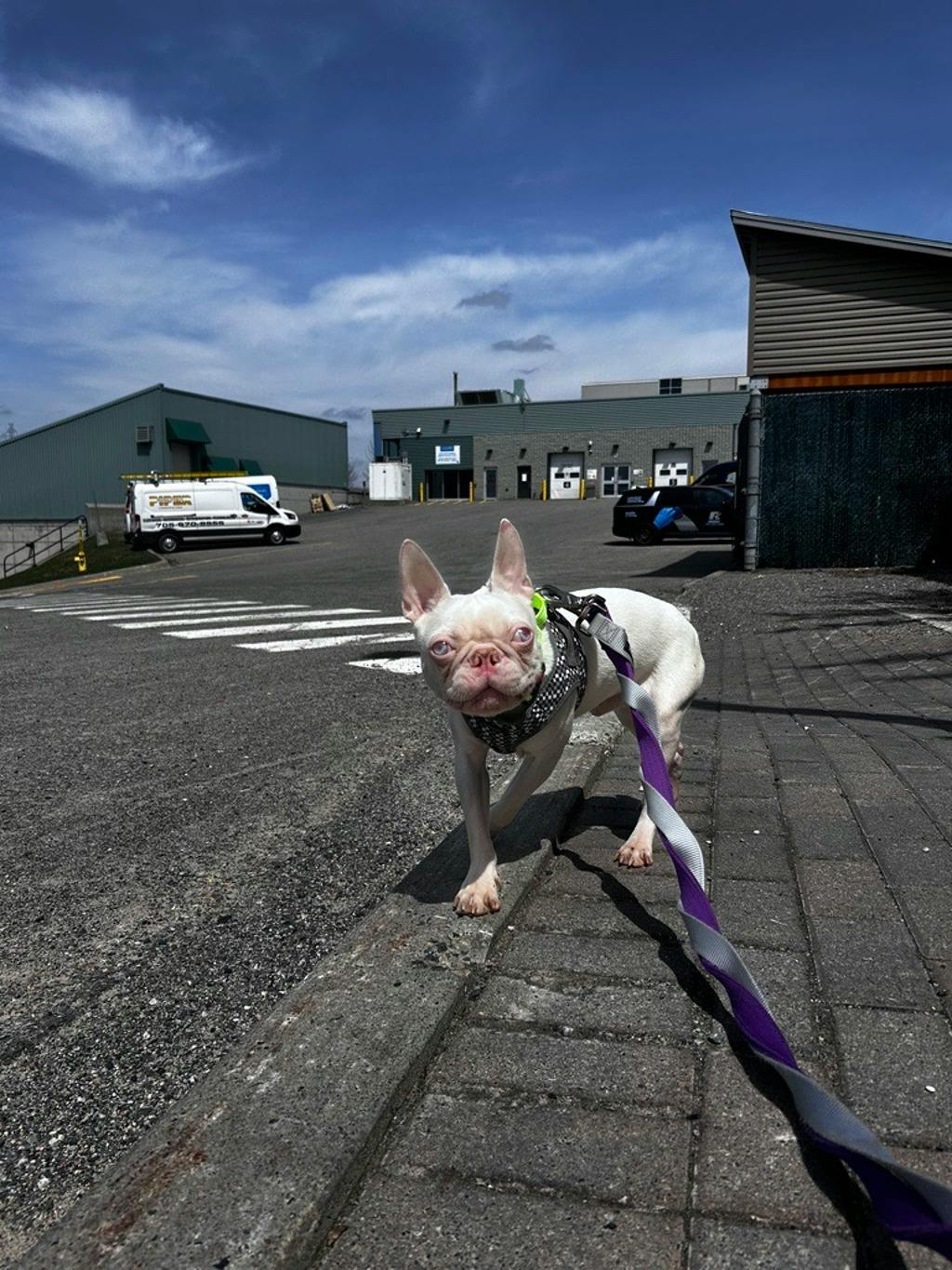 Dexter Image