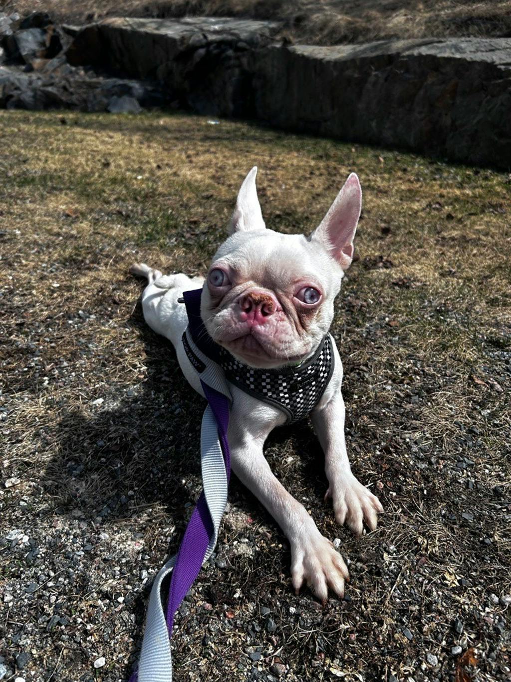 Dexter