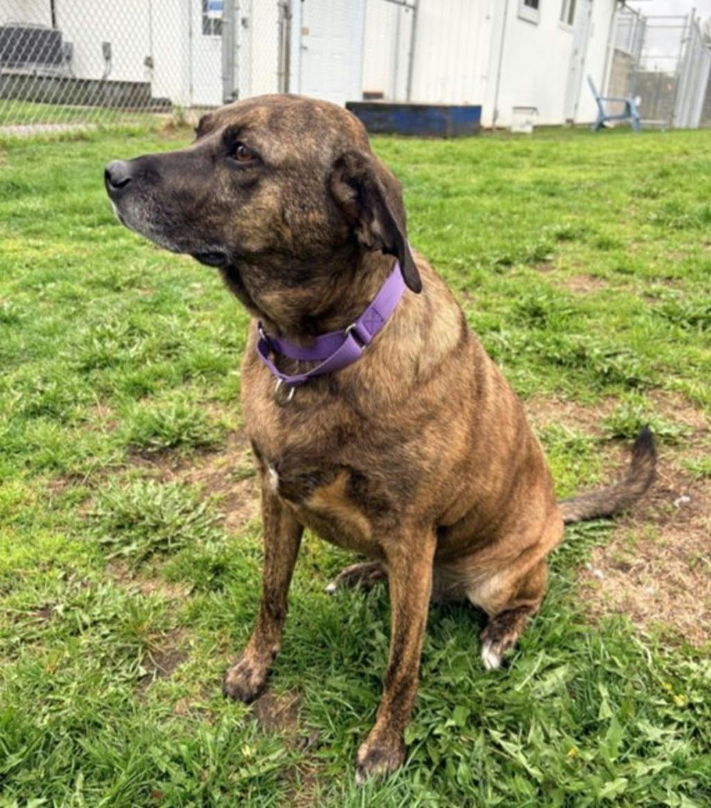 Mountain Cur