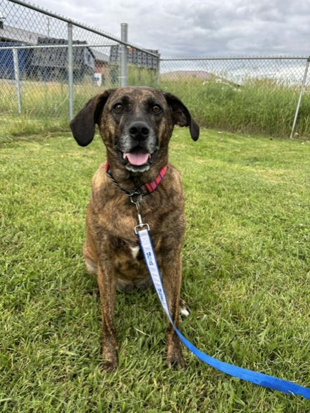 Mixed Breed