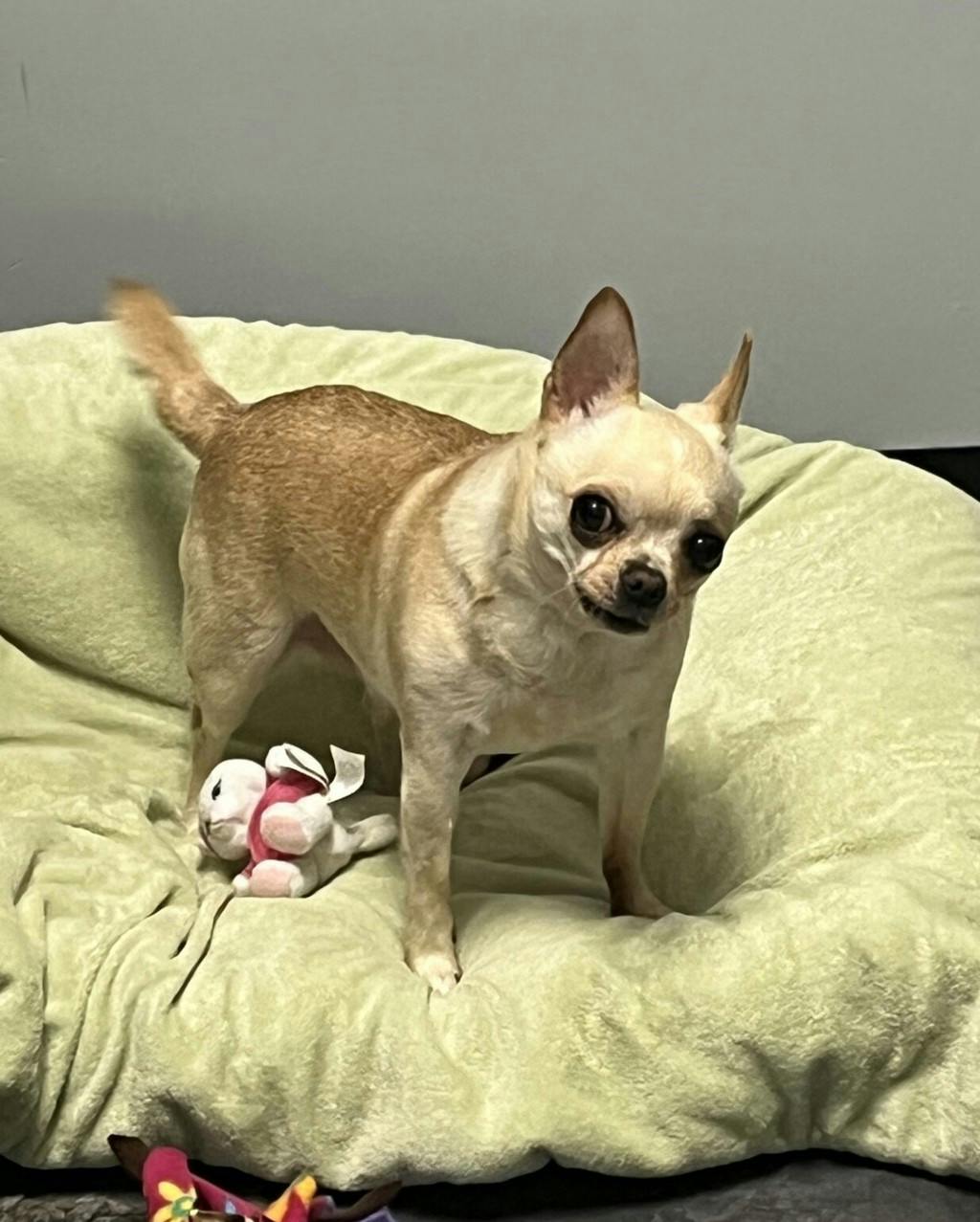 Chihuahua