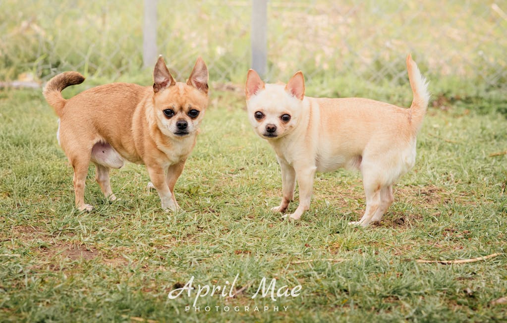 Chihuahua