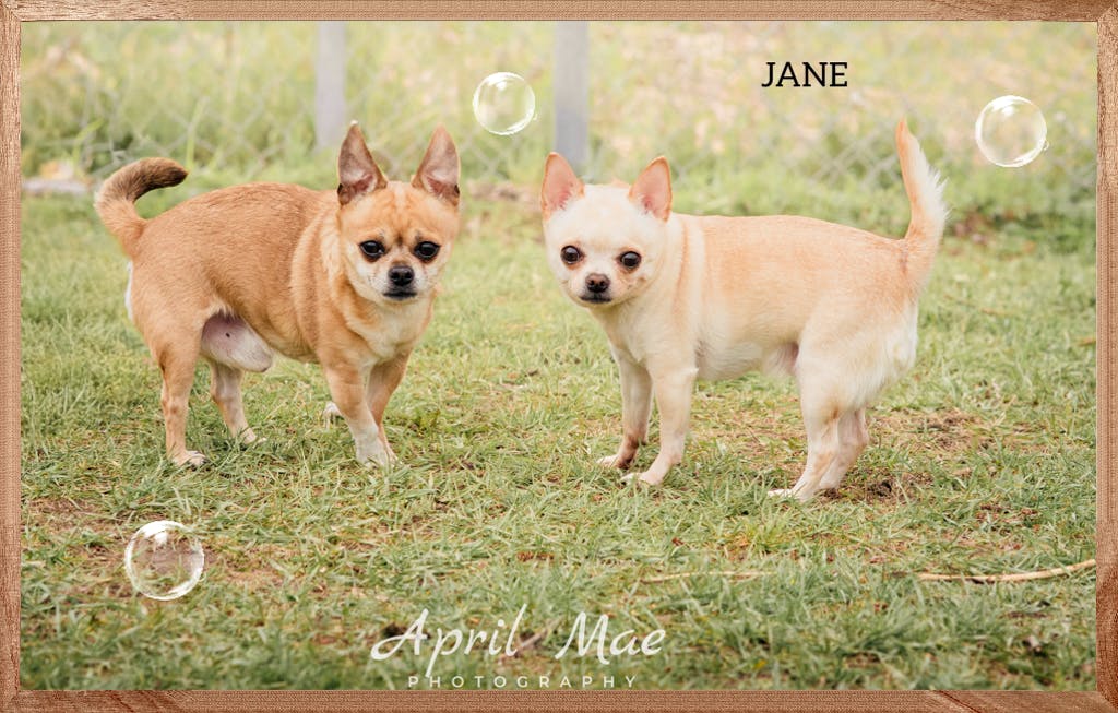 Chihuahua