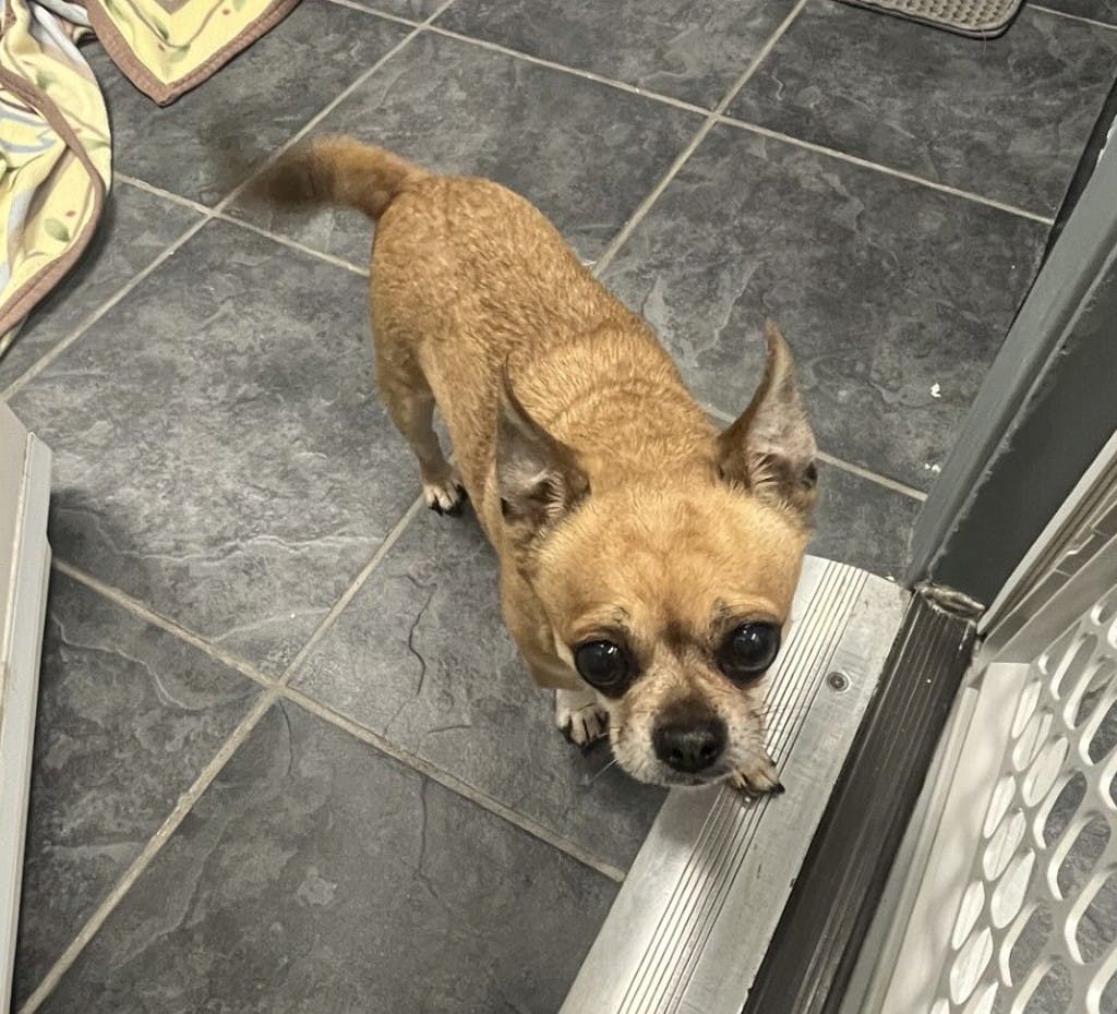 Chihuahua