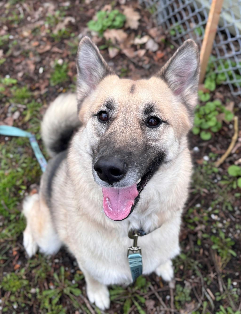 Siberian Husky