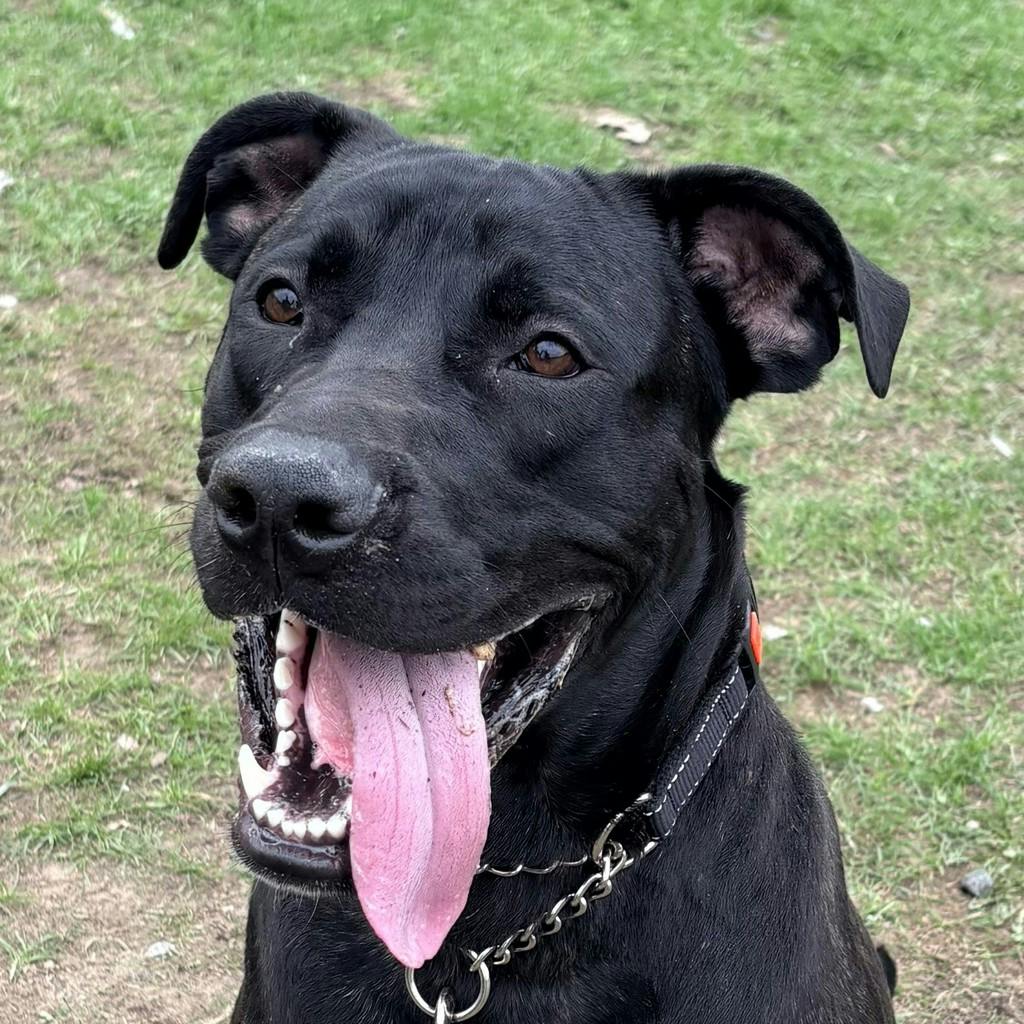 Cane Corso