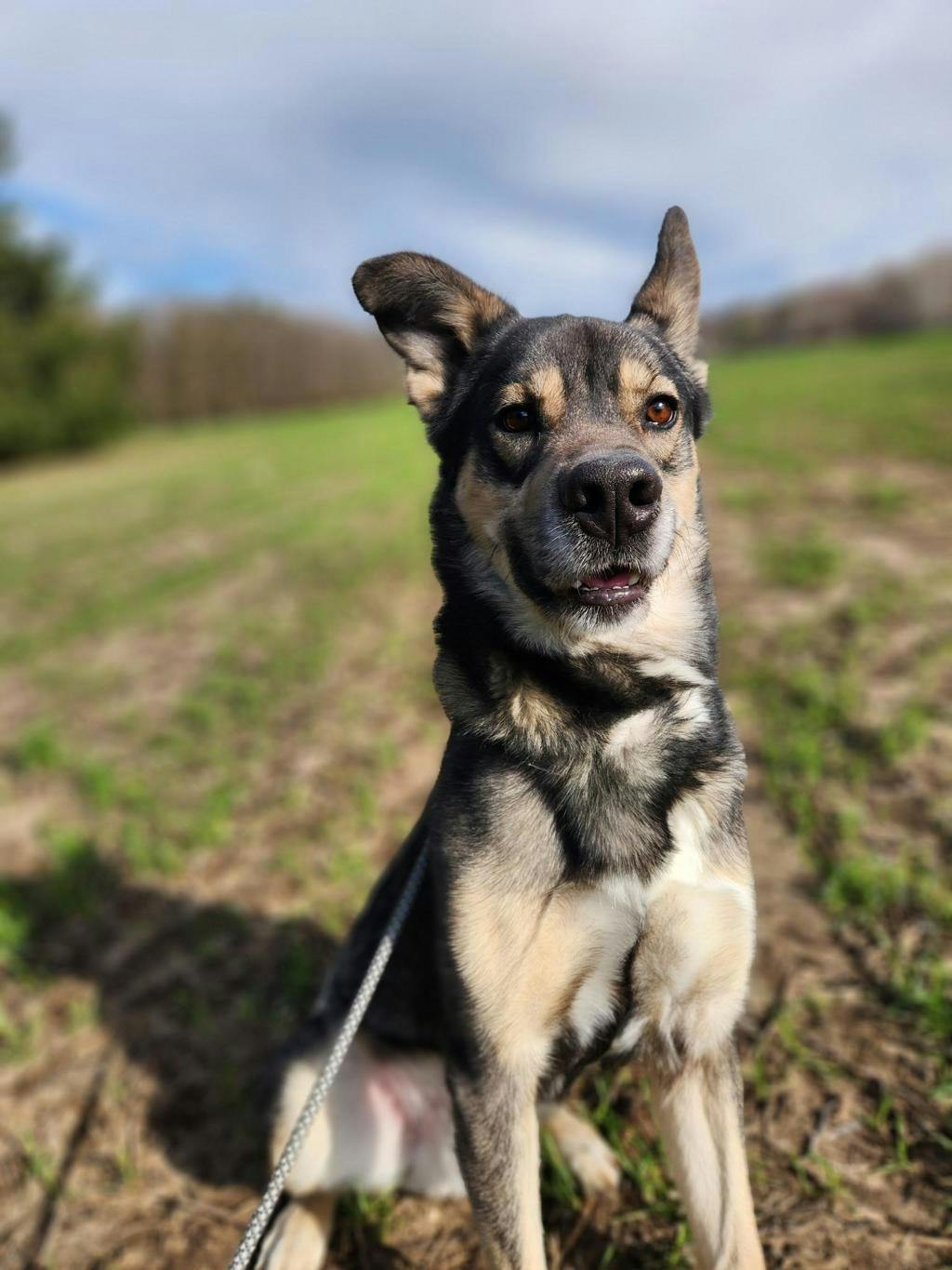Shepherd