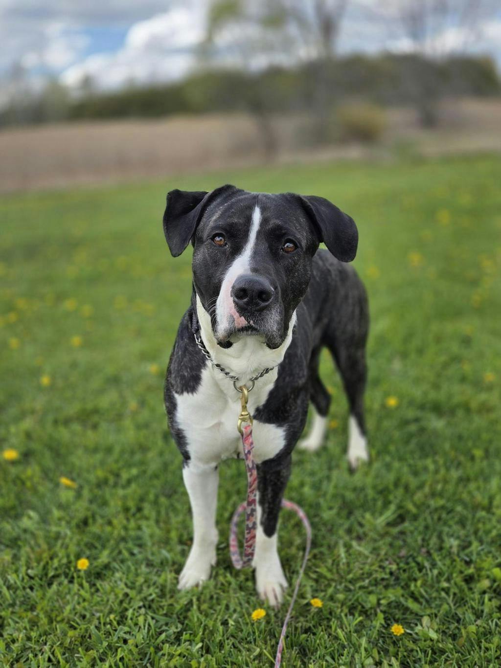 Taffy Image