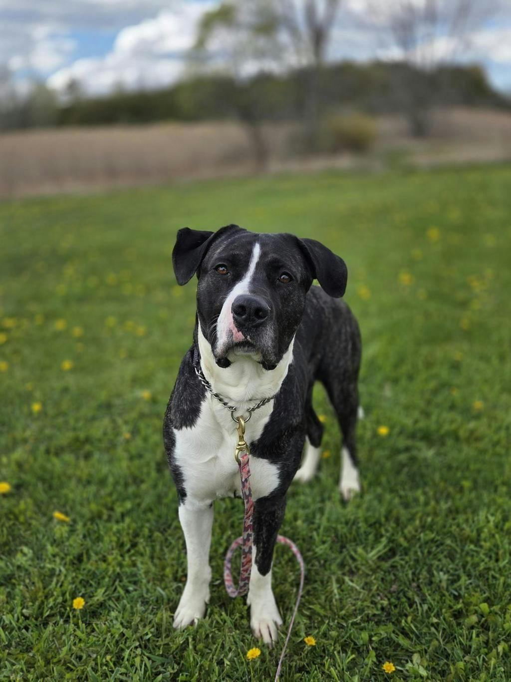 Taffy Image