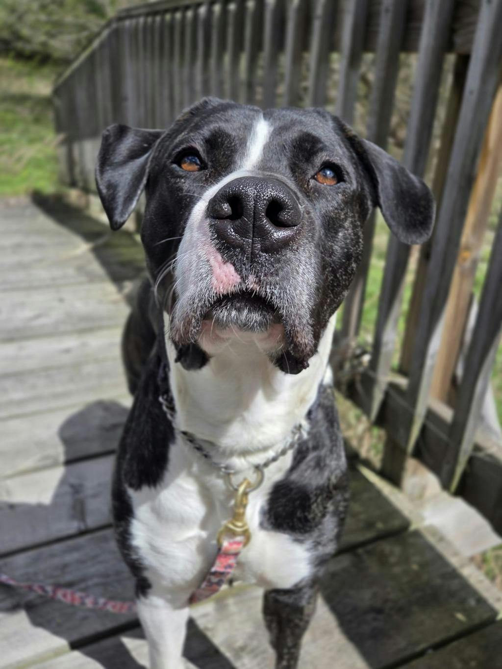 Taffy Image