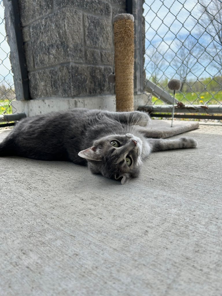 Smokey Image