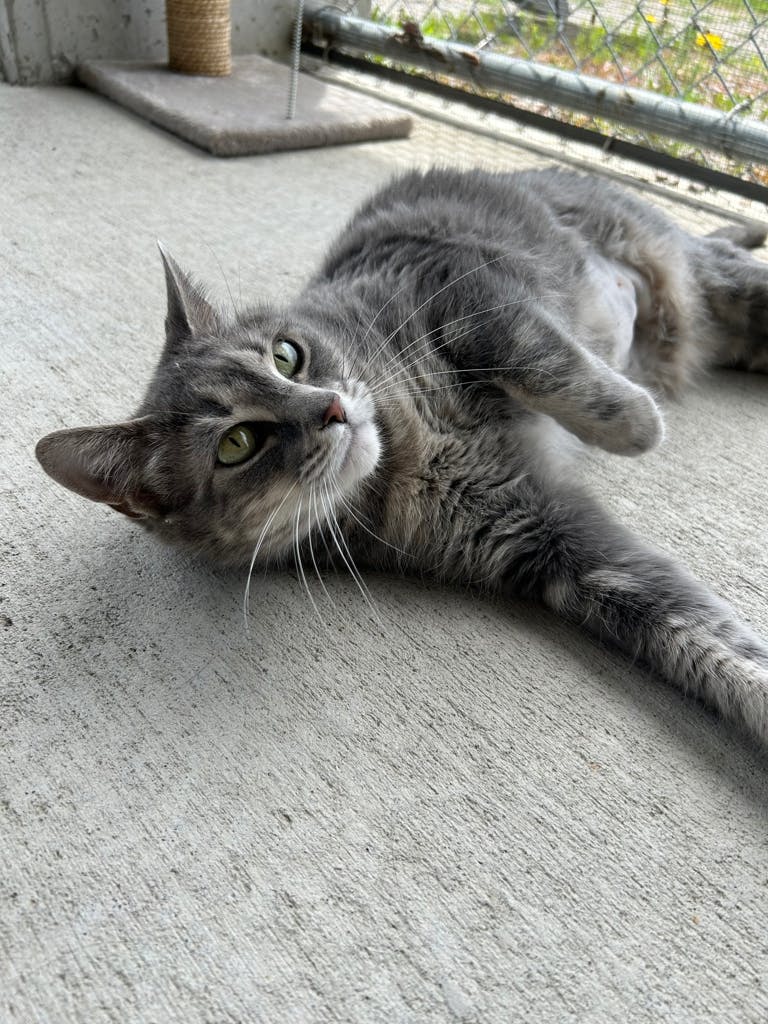 Smokey Image