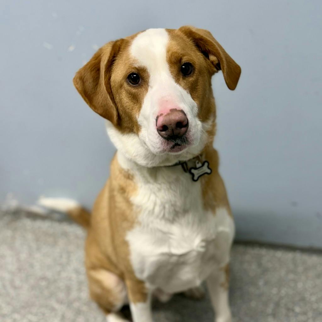 Labrador Retriever